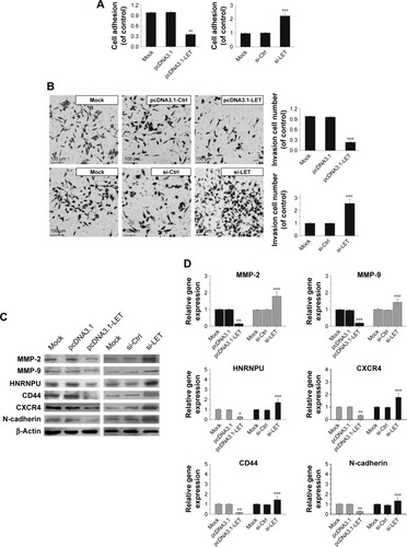 Figure 4 Effects of LET on cell adhesion and invasion of CNE2 cells. (A) CNE2 cells were transfected with pcDNA3.1-LET or si-LET, and then subjected to analyzes for cell–matrix adhesion. (B) The invasiveness of CNE2 cells transfected with pcDNA3.1-LET or si-LET was measured by transwell assay. Magnification ×200. (C) The protein expression level change of cell invasion-related gene in CNE2 cells was analyzed by Western blot assays. β-Actin was used as the internal reference. (D) The mRNA expression level change of cell invasion-related gene in CNE2 cells was analyzed by qRT-PCR assays. In these experiments, the original cells and the cells transfected with pcDNA3.1 or si-Ctrl were adopted as control and negative control, respectively. Data were obtained for at least three independent experiments and are shown as mean ± SD (*P<0.05, **P<0.01 and ***P<0.001 as compared with control group).