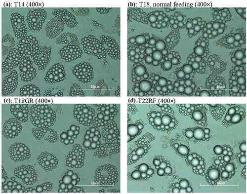 Figure 2. Recording of mature SGBS adipocytes during the experiment. a: mature adipocytes at time point T14, b: adipocytes at T18, c: adipocytes at T18GR, d: adipocytes at T22RF. a, b, c, d are all shown at 400 × magnification by the microscope camera system. GR: glucose restriction, RF: refeeding.