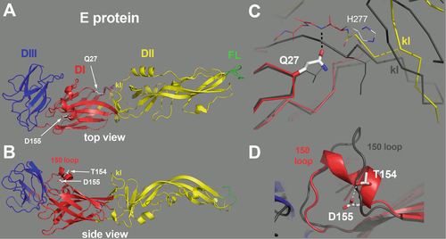 Fig. 4 Location of the Q27H and D155A mutation on the structure of YFV E protein.The E protein is colored by domains, with domains I, II and III in red, yellow and blue, respectively, and the fusion loop highlighted in green. The “kl hairpin”, at the interface between domains I and II, is indicated. a The E protein as viewed from the external surface of the virion, with the various domains labeled and the location of the mutations indicated by a white arrow. b Side view, with the membrane below and the external side on top. The residues 154 and 155 are indicated, within a two-turn alpha helix in the 150 loop. c Close-up view of the interactions of Glutamine 27 (Gln27). The side chain of Gln27 is in an extended conformation, making an interaction with the polypeptide chain at the end of the kl hairpin (labeled). For comparison, the E protein from TBEV was superposed on domain I, and is represented by a dark gray trace. Although the main chains superpose on domain I, in particular at the level of Q27, the kl hairpin is maintained away with respect to the TBEV kl hairpin (also labeled, in gray) by virtue of the interactions made by the Q27 side chain. This feature suggest that mutation of this amino-acid will affect the conformation of this sensitive zone. d The 150 loop of YFV E protein. For comparison, the TBEV E protein is shown superposed, in gray. The interaction between the D155 and T154 side chains is indicated, potentially stabilizing the alpha-helical conformation of this loop.