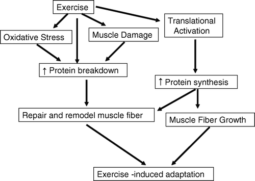 Figure 2.  Schematic illustration of the proposed relationships between the exercise-induced adaptive response of muscle and muscle protein breakdown, muscle protein synthesis, oxidative stress, and muscle damage.