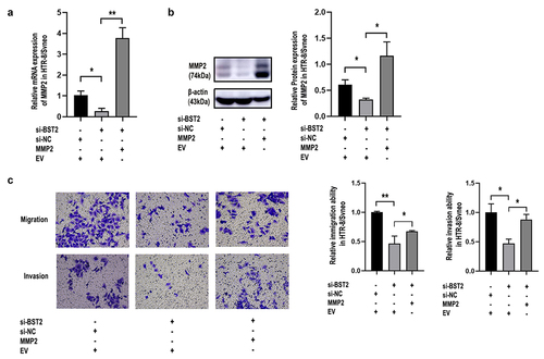 Figure 7. Overexpression of MMP2 improved cell invasion and migration caused by BST2-downregulation in HTR-8/SVneo cells. Transfection efficiency was detected by qRT-PCR and Western blotting. Relative MMP2 mRNA levels were detected by qRT-PCR in HTR-8/SVneo cells (a) transfected with BST2 siRNA (si-BST2), control siRNA (si-NC), MMP2 overexpression plasmid (MMP2) or blank plasmid (empty vector, EV). Western blotting was performed to detect MMP2 protein levels in HTR8/SVneo cells (b). Representative images of cell invasion/migration detected by Transwell assay and relative cell quantification of HTR-8/SVneo cells (c), original magnification, ×200. The results are presented as the mean ± SD. *p< 0.05, **p< 0.01.