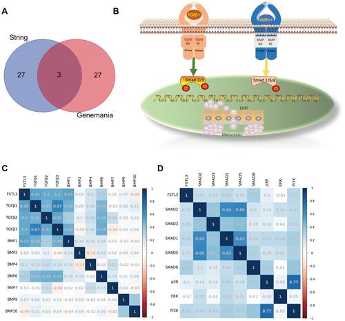 Figure 6 Correlation between FSTL3 expression and BMP/SMAD signals. (A) The “VennDiagram” R package was used for the common enrichment terms. (B) Two classical BMP/SMAD signaling pathways. (C) Correlation between FSTL3 expression and that of its ligands. (D) Correlation between FSTL3 expression and that of its mediators.