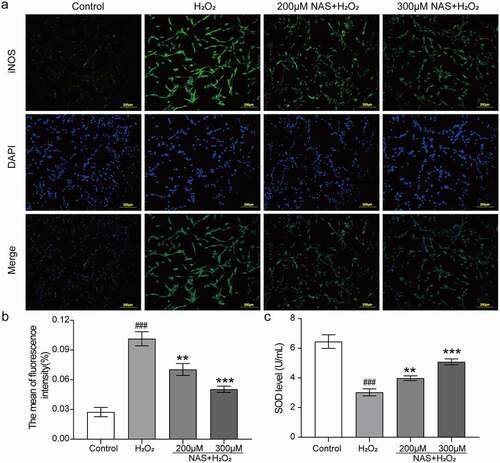 Figure 3. Effect of NAS on inducible nitric oxide synthase (iNOS) expression and superoxide dismutase (SOD) activity in PC12 cells induced by H2O2 (a, b) Immunofluorescence staining was used to detect the effect of NAS on the content of iNOS in PC12 cells and its quantitative analysis. (c) Effect of NAS on SOD activity in PC12 cells. The results are expressed as mean ± SD (n = 3). ###p < .001 vs. Control group; **p < .01 or***p < .001 vs. H2O2 group.