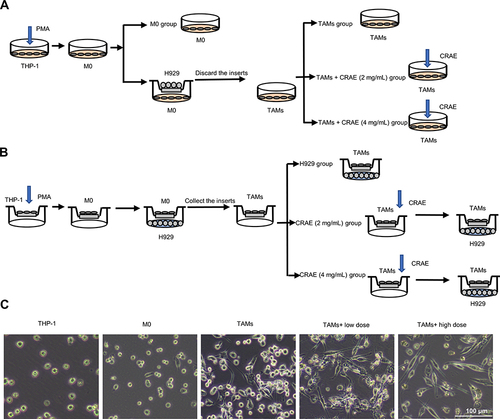 Figure 4 Grouping and treatment of cell models. (A) In vitro, PMA was co-culture with H929 cells to induce THP-1 transformed into TAMs. Cells were grouped as follows: M0, TAMs, TAMs+CRAE (2 mg/mL), TAMs+CRAE (4 mg/mL). (B) To evaluate the anti-tumor effect of macrophages with or without CRAE, we first planted THP-1 in the upper chamber of transwell chamber, co-cultured THP-1 with H929 cells after the differentiation induced by PMA, then we took out the upper chamber separately, with or without CRAE, and re co-cultured them with H929 cells after fluid exchange. Cells were grouped as follows: H929, CRAE (2 mg/mL), CRAE (4 mg/mL). (C) Morphological changes of THP-1 cells and macrophages induced by CRAE. Magnification, ×100.