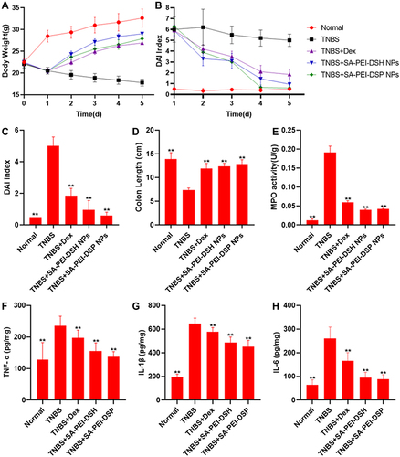 Figure 7 The anti-ulcerative colitis effects of SA-PEI-DDs NPs. (A). The influence of SA-PEI-DDs NPs on the body weight changes of mice. (B) and (C). The influence of SA-PEI-DDs NPs on the variation of DAI index of mice (B) and the ultimate DAI index (on the 5th day) of mice treated with different Dex preparations (C). (D). The colon length of mice in each group after the experiment. E. The influence of SA-PEI-DDs NPs on MPO activity in the colon tissue of mice. (F–H). Effects of SA-PEI-DDs NPs on the expression of TNF-α (F) and IL-1 β (G) and IL-6 (H) in mouse colon tissue. **p < 0.01: significantly different from the TNPS-treated group, mean ± SD, n = 10.