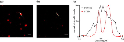 Fig. 5.  NK cell–derived EVs bound to an anti-CD63-coated glass slide, stained with anti-CD81-STAR RED, and visualized by (a) confocal microscopy at 100-fold magnitude and (b) STED. (c) Intensity profile of the image section marked with the white line after confocal microscopy (grey) and STED microscopy (red). Scale bars represent 1 µm.