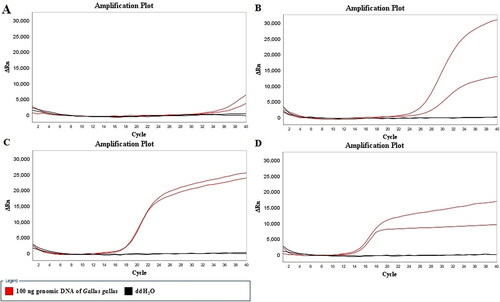 Figure 3. Temperature optimization of the LMTIA reaction 52 °C (A); 54 °C (B); 56 °C (C); 58 °C (D). The data show two parallel positive controls (100 ng genomic DNA of Gallus gallus) and two parallel negative controls (ddH2O) at each temperature.