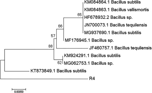 Figure 7. Phylogenetic tree of R4 obtained by the neighbour-joining method using MEGA software. The efficiency of tree resolution was considered successful only when the clades have at least >50% bootstrap value. The allocated gene bank accession number of the R4 isolate is MT040749.