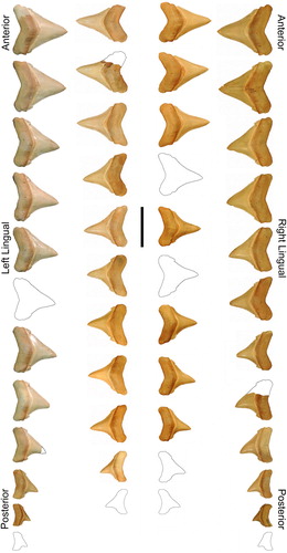 FIGURE 5. Carcharocles chubutensis, USNM 411881, dentition in lingual view from the Pungo River Formation of the Lee Creek Mine in Aurora, North Carolina. Outlines are used to denote missing or broken teeth. Scale bar equals 5 cm.