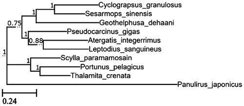 Figure 1. Phylogenetic relationships among concatenated mitochondrial 12 protein-coding genes without ND6 sequences of 10 mitochondrial genomes including Panulirus japonicus as the outgroup inferred using maximum-likelihood analysis.