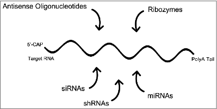 Figure 1. Common types of RNA-targeted therapeutics.