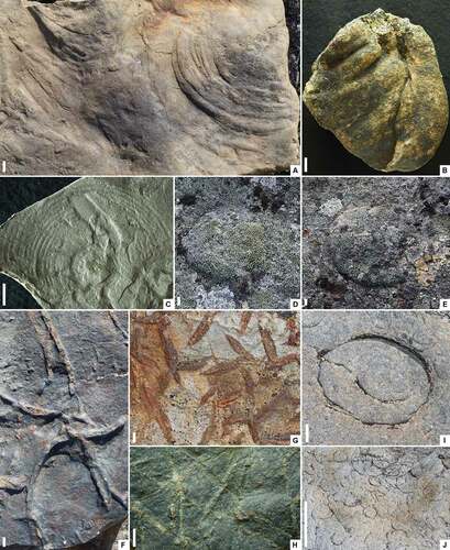 Figure 13. Ambiguous structures and pseudofossils from the Torneträsk Formation. A. Semi-concentric traces of ridges and grooves on the underside of a fine-grained sandstone bed; X00010187. B. Isolated large sandstone lobate structure with radiating grooves; X00010174. C. Latex cast of Kullingia concentrica Glaessner in Föyn & Glaessner, Citation1979; cast of specimen SGU30940 held in NRM. D, E. Low-relief discoid structures preserved in ripple troughs on the upper surface of medium-grained ripple-marked sandstone beds of the “lower sandstone” interval; outcrop photos. F. Straight to broadly curved sand-filled desiccation cracks on the underside of a sandstone bed; specimen photographed in the field. G. Short, radiating, sand-filled synaeresis cracks on the underside of a medium-grained sandstone bed; outcrop photo. H. Sand-filled, straight desiccation cracks in siltstone; X00010209. I. Large circular percussion structure with smaller crescentic percussion feature in indurated sandstone; outcrop photo. J. Mass of circular to crescentic percussion structures on bedding plane of indurated sandstone exposed below stream rapids; outcrop photo. Scale bars = 10 mm. A, B, Luobákte site 1, “lower siltstone” interval; C, Luobákte site 1, possibly “middle siltstone” interval; D, E, Luobákte site 2 “lower sandstone” interval; F, H, Luobákte site 1, “lower siltstone” interval; G, Luobákte site 2, “lower siltstone” interval; I, J, Orddajohka rivulet, “upper sandstone” interval