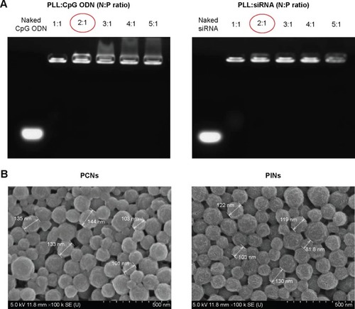 Figure 3 Characterization of PLGA NPs.Notes: (A) Gel retardation assays of the PLL:CpG ODN or IL-10 siRNA complexes prepared at different N:P ratios. The samples were electrophoresed on a 1.0% agarose gel and stained using ethidium bromide. (B) Scanning electron microscopy (SEM) images of PLGA NPs (scale bar represents 500 nm). The red circles represent the ratio we used in further experiments.Abbreviations: PLGA, poly(lactic-co-glycolic acid); NP, nanoparticle; PLL, poly-L-lysine; CpG ODN, cytosine–phosphate–guanosine oligodeoxynucleotides; IL, interleukin; siRNA, small interfering RNA; N, amine; P, phosphate.