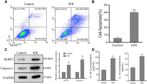 Figure 1 Cell viability reduction and pyroptosis exacerbation in H/R model. (A), representative images of flow cytometric analysis. (B), histogram of cell apoptosis. (C), relative expression of NLRP3 and Caspase-1 protein. (D), ELISA data of IL-18 and IL-1β. Values are mean ± SE. **P<0.01, ***P<0.001, n=3 per group.