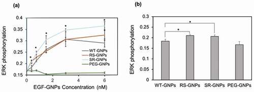 Figure 7. Comparison of the activity of EGF variants in the GNP conjugates. ERK phosphorylation levels were detected by in situ cell ELISA in A431 cells treated with EGF-GNPs and non-EGF-functionalized GNPs (PEG-GNPs) for 5 min. (a) The dose dependent curves of ERK phosphorylation. (b) Bar graph representations of the ERK phosphorylation intensities data at 0.38 nM nanoparticles, extracted from a. Each point was mean ± SD from three independent experiments (*P < 0.05, **P < 0.01)