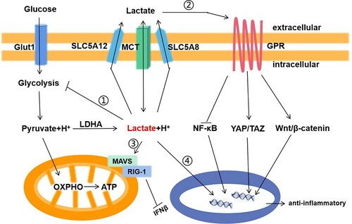 Figure 1. The signaling transduction function of lactic acid in macrophage in inflammation. Lactic acid has two main ways to transmit signals to cells: mediated by transporters(McT) or sodium-dependent co-transports (SLC5A8,SlC5A12); And receptors(GPR). i. Lactic acid negative feedback inhibits glycolysis; ii. Lactic acid activates Wnt/?-catenin and Yap/Taz signaling pathway, inhibits NF/?B signaling pathway through GPR on the cell membrane; iii. Lactic acid binds to MAVS and inhibits the interaction of RIG-1; iv. Lactic acid enters the nucleus, binds to histone lysine residues, and directly activates the expression of M2 gene through histone lactylation.