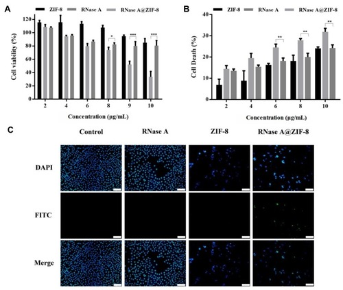 Figure 6 The anti-proliferative assay of RNase A@ZIF-8 nanoparticles against A549 cells through MTT (A), LDH release method (B), and TUNEL staining assay (C). The data were expressed as mean value ± SD (*p < 0.05; **p < 0.01, and ***p < 0.001). Scale bar: 50 μm.