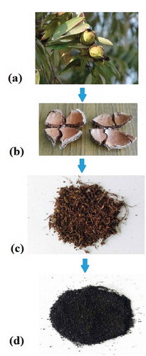 Figure 2. Steps involved in biochar production: (a) Mesua ferrea seed, (b) dried seed cover, (c) grinded seed cover prior to its pyrolysis and (d) biochar obtained from pyrolysis.
