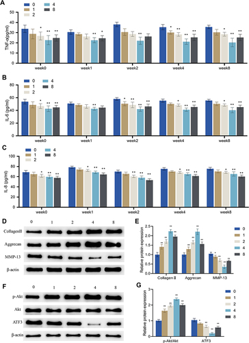 Figure 6 Effects of periodic mechanical stress on inflammation, extracellular matrix proteins and ATF3-Akt axis in osteoarthritic chondrocytes. IL-1β-induced chondrocytes were treated without (group 0) or with PMS under a device height of 1 cm (group 1), 2 cm (group 2), 4 cm (group 4), and 8 cm (group 8). (A–C) Levels of TNF-α (A), IL-6 (B) and IL-8 (C) in the supernatant of OA cells measured by ELISA; (D and E) Protein expression levels of extracellular matrix proteins (collagen II, aggrecan, and MMP-13) in OA cells detected by Western blot; (F and G) Protein expression levels of p-Akt, Akt, and ATF3 in OA cells detected by Western blot. Error bars are mean ± s.d.*P < 0.05; **P < 0.01 vs Group 0.