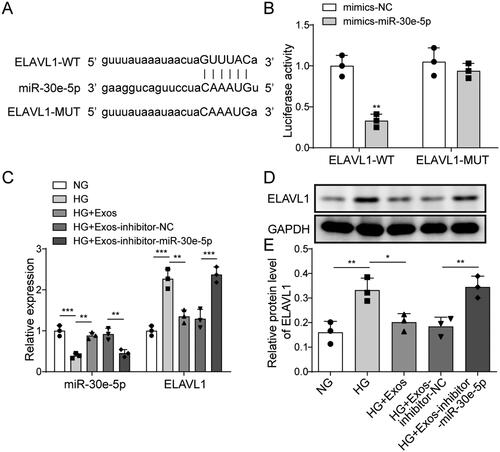 Figure 5. Targeting effect of miR-30e-5p and ELAVL1. (A) Binding site of miR-30e-5p and ELAVL1 predicted by starBase; (B) dual-luciferase reporter assay measuring the binding relationship between miR-30e-5p and ELAVL1; (C) MiR-30e-5p and ELAVL1 expression as measured by qRT-PCR; (D, E) expression of ELAVL1 as measured by western blot analysis. Three independent replications were performed. *p < .05, **p < .01, and ***p < .001.