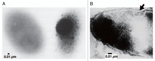 Figure 4 Pit function. (A) Alginate detection on the cell surface by mucopolysaccharide staining (left, strain A1 cell grown in the absence of alginate; right, strain A1 cell grown on alginate). (B) Thin section of strain A1 cell grown on alginate (arrow indicates the position corresponding to the pit).