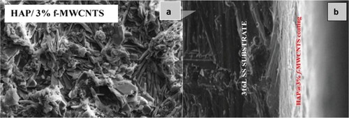 Figure 9. SEM image and cross-sectional image of Hap/3% f-MWCNT composite coating on the 316L SS substrate [Citation97].