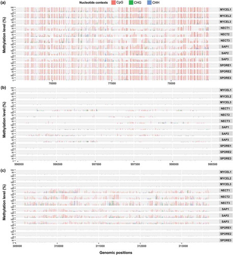Figure 8. Examples of methylation patterns in relation to expression level under different conditions. (a) Methylation pattern I: One GMC oxidoreductase (evm.scaffold20.13) was heavily methylated in all conditions with lower methylation level and higher transcript abundances in NECT and SAP. (b) Methylation pattern II: One protein from cytochrome P450 superfamily (evm.scaffold2.271) had slightly higher methylation levels and higher transcript abundance in NECT and SAP. (c) Methylation pattern III: RNA polymerases III RPC1 subunit encoding gene (evm.scaffold29.111) had higher methylation levels and lower transcript abundance in NECT and SAP.