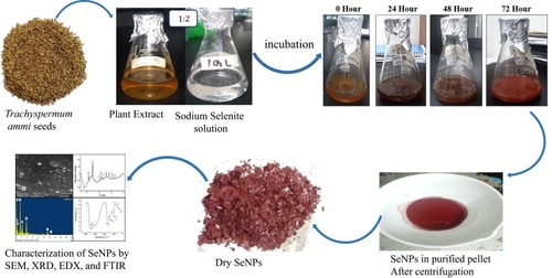 Figure 1 Representative image of protocol for synthesis of biogenic selenium-nanoparticles by using T. ammi seed extract. The change in the colour of the reaction mixture from yellowish brown to brick red after 72 hours indicates the successful biosynthesis of selenium nanoparticles.