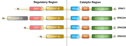 Figure 1 Domain architecture of EPAC isoforms. We divided them into two functional parts: regulatory region and catalytic region. The individual domains include: CDC25-HD, CDC25 homology domain (catalyzes Rap1 activationCitation16); RA, Ras association domain; REM, Ras exchange motif; cAMP-B, cAMP-binding domains B; DEP, disheveled, EGL-10 and pleckstrin homology domain (localizes EPAC to the plasma membrane upon activation by cAMPCitation17); cAMP-A, cAMP-binding domains A. EPAC2A has the longest sequence while EPAC2C is the shortest, EPAC2B has the resembled functional domain as EPAC1.
