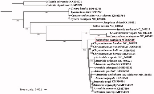 Figure 1. Maximum-likelihood phylogenetic tree based on the complete chloroplast genome sequences of Stilpnolepis centiflora and 26 other species. Values along branches correspond to ML bootstrap percentages.