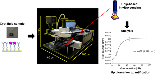 Figure S7 Portable compact Raman setup with inbuilt 633 nm diode laser with ultrahigh sensitive spectrophotometer as detector, with the schematic for the detection and quantification of Hp biomarker.Abbreviation: 4ATP, 4-aminothiophenol; Hp, haptoglobin.