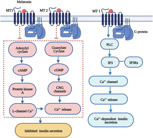 Figure 4. Melatonin regulates insulin secretion in pancreatic β-cells via the cAMP, cGMP and IP3 signaling pathways [Citation98,Citation236]. The binding of melatonin to MT1 inhibits cyclic adenosine monophosphate (cAMP) signaling and decreases insulin secretion in pancreatic β-cells. The binding of melatonin to MT2 inhibits cyclic guanosine monophosphate (cGMP) signaling and decreases insulin secretion in pancreatic β-cells. Melatonin stimulates IP3 release accompanied by a transient increase in Ca2+ concentrations and leads to Ca2+-dependent insulin secretion. Figure 3 was created with BioRender (https://biorender.com).