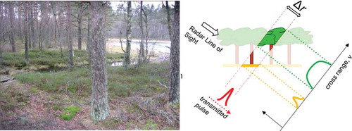 Figure 2. The Remingstorp forest (left) and at right a cartoon representing the components of a cross range resolution cell: the double bounce (down) and the canopy reflection (up) are clearly indicated.