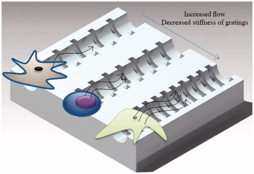 Figure 5. A representation of future research derived from the flowchart in figure 4. Circumferentially oriented microscale grooves can be fabricated in different sizes on channel surfaces, providing various physical stimuli and stiffness values of substrate. Multiple types of stem cells can be seeded onto channels and subjected to fluid flow with various properties. The results provide insight into how mechanical stimulation by fluid flow and geometric cues are able to regulate stem cells with desired functions, and have implications for guiding tunica media regeneration with microscale control of cell alignment, shear stress, and pulsatile flow.