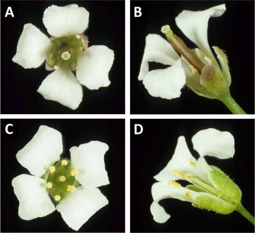 Figure 1  Flowers of P. stellatum. A, B, Female flower with large stigma and sterile anthers that lack pollen (one petal removed in B). C, D, Male flowers with dehiscent anthers and abundant pollen and an immature but small stigma (one petal removed in D).