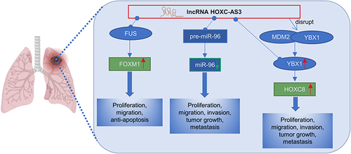 Figure 8 Regulatory mechanisms of lncRNA HOXC-AS3 in non-small cell lung cancer.