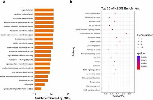 Figure 5. GO (a) and KEGG (b) enrichment analyses for genes with mutation frequency of >5%. GO, Gene Ontology, KEGG, Kyoto Encyclopedia of Genes and Genomes