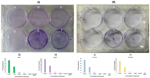 Figure 5. BHBM at 1-12 μg/ml negatively influenced the clonogenic growth of melanoma cells.