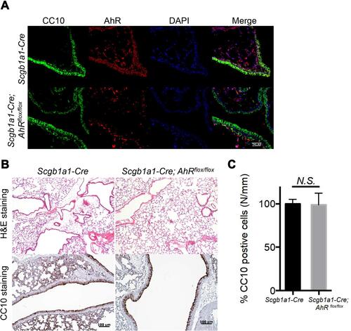 Figure 1 Mice with AhR-deficient club cells showed similar number of club cells to wild-type mice. (A) Lung sections from Scgblal-Cre or Scgb1a1-Cre; Ahrflox/flox mice were stained with DAPI (blue), anti-AhR antibody (red), and an anti-club Cell 10-kD protein (CC10) antibody (green). (B) Hematoxylin and eosin (H&E)- and CC10-stained sections are presented from control and club cell-specific AhR-deficient lungs, and quantification data were shown in (C).