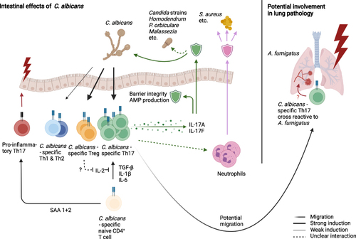 Figure 2 C. albicans as the major inducer of intestinal Th17 cells, thereby mediating broad range anti-fungal immunity. C. albicans specific Th17 cells secrete IL-17 family cytokines, that promote barrier stability, AMP production and mediate immunity against other commensal fungi species. Additionally, it has been proposed that Th17 cells modulate neutrophil function, improving defense against commensals such as S. aureus. C. albicans has also been reported to induce a Treg population, which might help Th17 differentiation, as well as smaller Th1 and Th2 populations of yet unknown activity. Proinflammatory and pathogenic functions of anti-fungal CSTCs arise typically with altered environmental signals, such as SAA 1+2 signaling or cross-reactivity towards pathogens such as A. fumigatus in the lung.