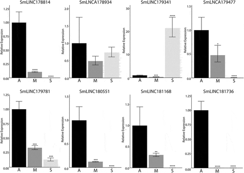 Figure 4. RT-qPCR to confirm the differential expression of identified lncRNAs. Eight lncRNAs with predicted differential expression patterns between sporocysts and adults were chosen for expression confirmation in mixed adults (A), male adults (M), and sporocyst (S). Mixed adult lncRNA expression was given the value of 1 and the relative lncRNA expression of sporocyst and male adults were compared against the mixed adults (*p-value ≤0.05, **p-value ≤0.01, ***p-value ≤0.001, ****p-value ≤0.0001). SmLINC178814, SmLINC179341, SmLINC179781, and SmLINC180551 are monoexonic transcripts. The endogenous cyclophilin (Smp_054330) was used as the reference gene for normalization between the life stages.