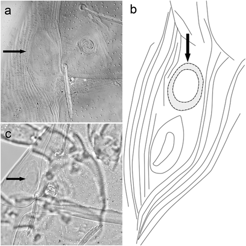 Figure 10. Beronium veronicae, holotype, larva. a) ocular sclerite. b) preanal tubercle. Alhamitrombium tetraseta, holotype, larva. c) ocular sclerite. Not to scale