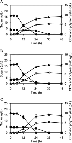 Fig. 1. Time course for cell growth, sugar consumption and polymer yield during P(LA-co-3HB) synthesis. (A) hybrid Miscanthus; (B) rice straw; and (C) sugar mixture.