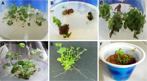 Figure 2 In vitro micropropagation of Phlomis bracteosa from stem explant.Notes: (A) Seeds germinated on PGRs free MS0 medium. (B) Shoot induction form stem explant after 1 week of culture. (C) Shoot multiplication after 2 weeks of culture. (D) Regenerated shoots shifted to rooting media after 4 weeks of culture. (E) Shoots with well-developed roots after 4 weeks of shifting to rooting media. (F) Acclimatization of shoots in sterilized organic manure, clay soil, and sand (1:1:1).Abbreviations: PGR, plant growth regulator; MS0, Murashige and Skoog basal medium.