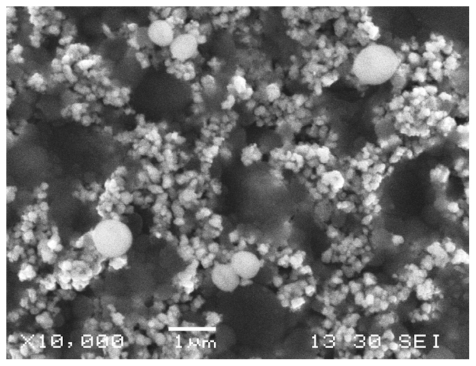 Figure 4 Staphylococcus aureus, scanning electron microscope. S. aureus cells attached to the Earth-plus granules showed a round shape with a partially depressed surface.