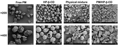 Figure 4. Scanning electron microphotographs of PM, HP-β-CD, the physical mixture (1:1 molar ratio), and PM/HP-β-CD.