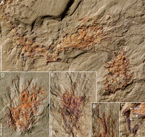 Figure 8. Allonnia sp. from Kaili Biota. A, three specimens in different direction, specimen no. MBP-47. The white box indicates the basal part of MBP-47-2 probably anchored to the top of MBP-47-3. B, apical tuft of the lower right corner of A. C, sclerites detail of the upper left corner of A. D, MBP-39. E, MBP-49; ‘lr’, lateral ray; ‘asr’, ascending ray. Scale bars: A = 5 mm; B, C = 0.2 mm; D, E = 2 mm.