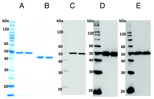 Figure 4. Electrophoretic analysis of purified Pfs25-FhCMB. Electrophoretic analysis included (A) reduced and (B) non-reduced Coomassie-stained SDS-PAGE and western blot analysis with (C) an anti-Pfs25 mAb 4B7, (D) an anti-LicKM polyclonal antiserum, and (E) an anti-4xHis mAb.