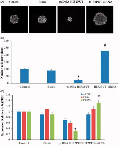Figure 5. LncRNA HIF2PUT had an inhibited effect for the maintenance of cancer stem cell properties. (A) Bright-field microscopy images showed the typical morphological features of small aggregates and spheres after overexpression or knockdown of HIF2PUT. (B) Quantification of the total number of cells per spheres. (C) Quantification of the expression of stem markers (ALDH1, CD44 and CD133) in control, blank, pcDNA HIF2PUT and HIF2PUT-siRNA groups. (*p < .05, compared with the control and blank groups; #p < .05, compared with the pcDNA HIF2PUT group).