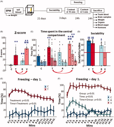 Figure 1. Experimental design and results of behavioral tests. (A) The timeline of the experimental design used to induce PTSD-like symptoms in adult, male Long-Evans rats. The EPM was used to prescreen the animals for their innate anxiety-like behavior. Tail blood–plasma was taken to measure N-glycans for identification of possible pretrauma biomarkers of resilience or vulnerability to trauma. PTSD-like behavior was induced by footshocks. Twenty-one days later behavioral screening started: sociability (mobility, social interest, and social memory) and contextual fear (within and between section extinction). When the animals were sacrificed, trunk blood–plasma and brain samples were collected to measure the possible changes in N-glycans and plasma corticosterone and platelet serotonin levels. (B) z-scores of each groups. Traumatization of the animals (N = 50) resulted in the elevation of z-scores compared to the control group (N = 10) (two-sample t-test). Based on the z-scores, which were calculated from their overall PTSD-like behavior exhibited during the various behavioral tests, two subgroups (N = 10/group) were formed within the traumatized group: a resilient and a vulnerable, which also significantly differed from each other (one-way ANOVA with Fisher LSD posthoc). (C) Sociability and social discrimination tests 3 weeks after trauma. The consecutive columns of time spent in central compartment represent the consecutive 10 min of the tests (full: habituation; checkers: sociability; striped: social discrimination). The traumatized animals spent more time in the central compartment compared to the control during habituation (full column), while the vulnerable group spent more time in the central compartment compared to the control and resilient group during habituation (full column) and sociability (checkers column) (repeated-measures ANOVA with Fisher LSD post-hoc). (D) Sociability index based on the time spent sniffing an empty holder vs one containing a stimulus animal. Control, traumatized and resilient groups showed intact sociability index (that is, over random chance 50%), but not the vulnerable animals (single sample t-test). (E) Contextual fear 1 month after trauma. The minute-bin breakdown of the time spent with freezing on day 1 showed that the traumatized animals elicited more immobility at every given time point compared to the control, and at first it increased (2–6th min), then decreased (from 7th min) compared to previous time points (repeated-measures ANOVA with Fisher LSD post-hoc). (F) When visualizing resilient and vulnerable groups separately, there is a clear separation between them. The resilient group showed more freezing compared to the control only until the 7th minute, but did not differ after that. On the contrary, the vulnerable animals froze more throughout the 15 min compared to both control and resilient groups (repeated-measures ANOVA with Fisher LSD post-hoc). Data are expressed as average± SEM. Empty squares represent individual values. EPM: elevated plus-maze; PTSD: posttraumatic stress disorder; C: control; T: traumatized; R: resilient; V: vulnerable. **p < 0.01 versus control; ==p < 0.01, =p < 0.05 versus resilient; $p < 0.05, $$p < 0.01 versus random 50%